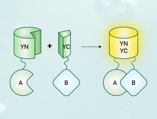 双分子荧光互补（bifc）