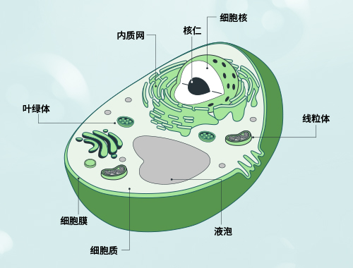 植物亚细胞定位